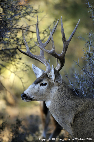 Blacktail buck in habitat.