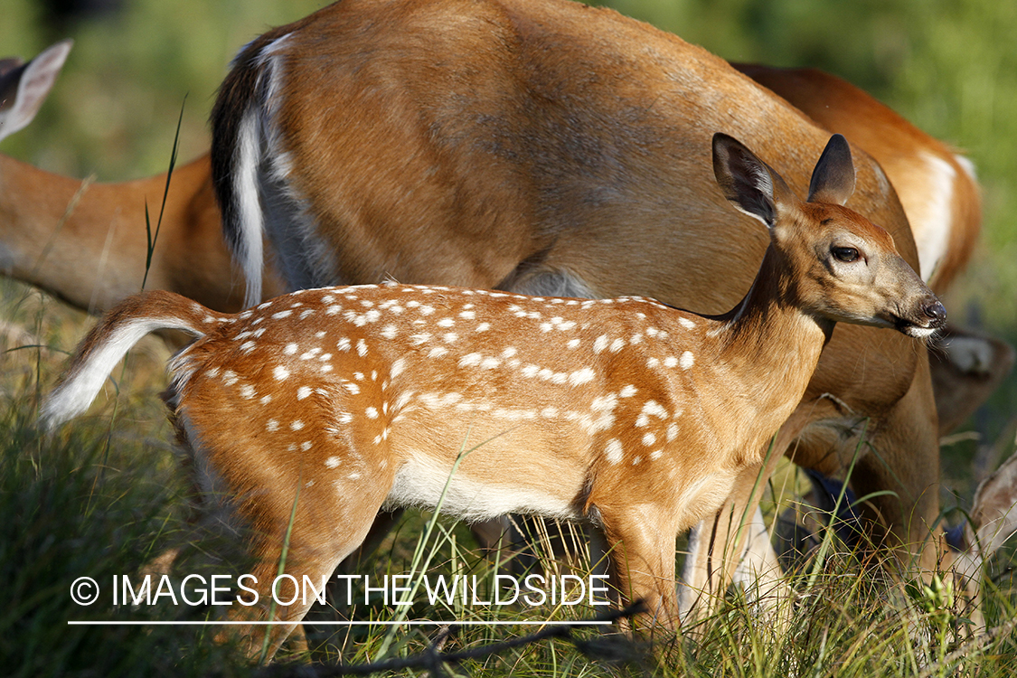 White-tailed fawn in habitat. 