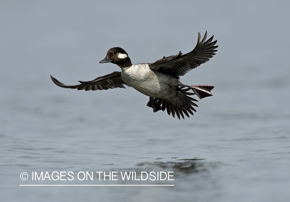 Bufflehead in flight.