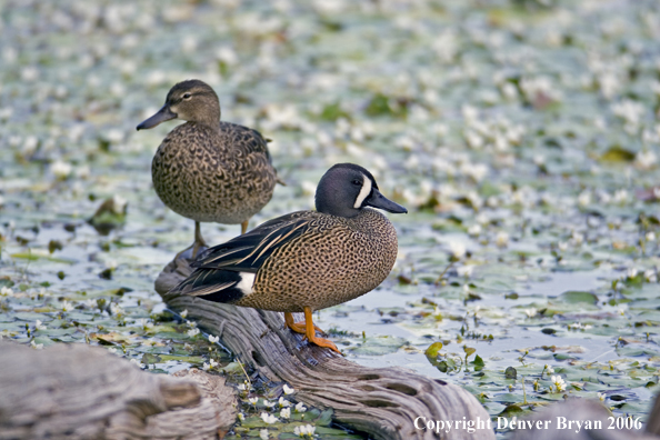 Blue-winged Teal duck pair.