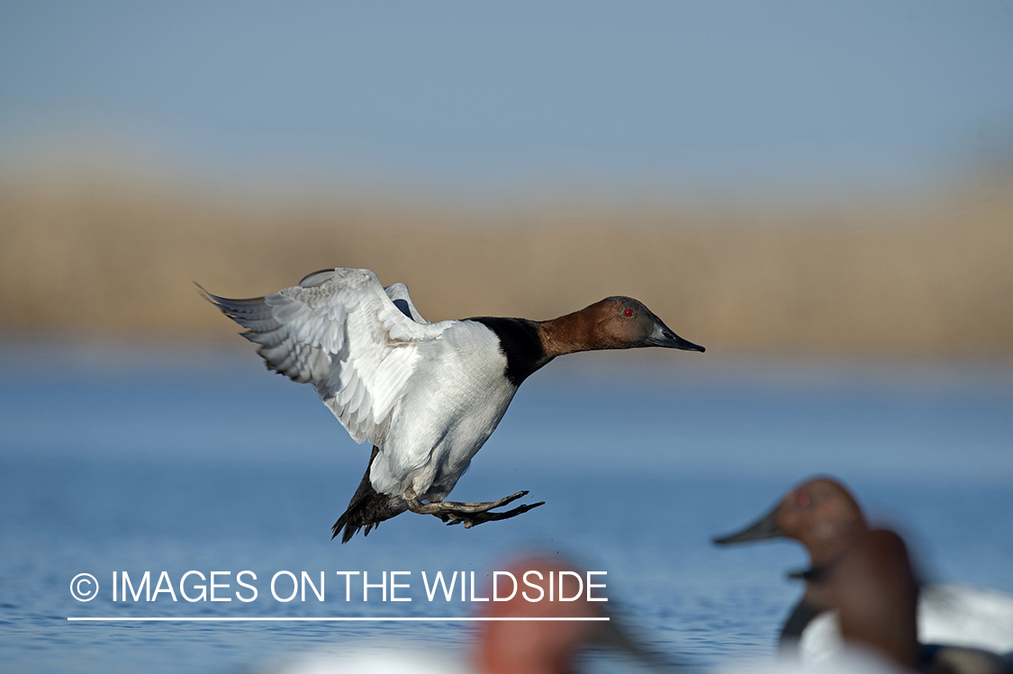 Canvasback in flight.