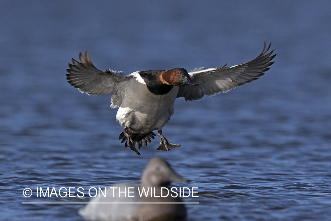 Canvasback drake landing on water.