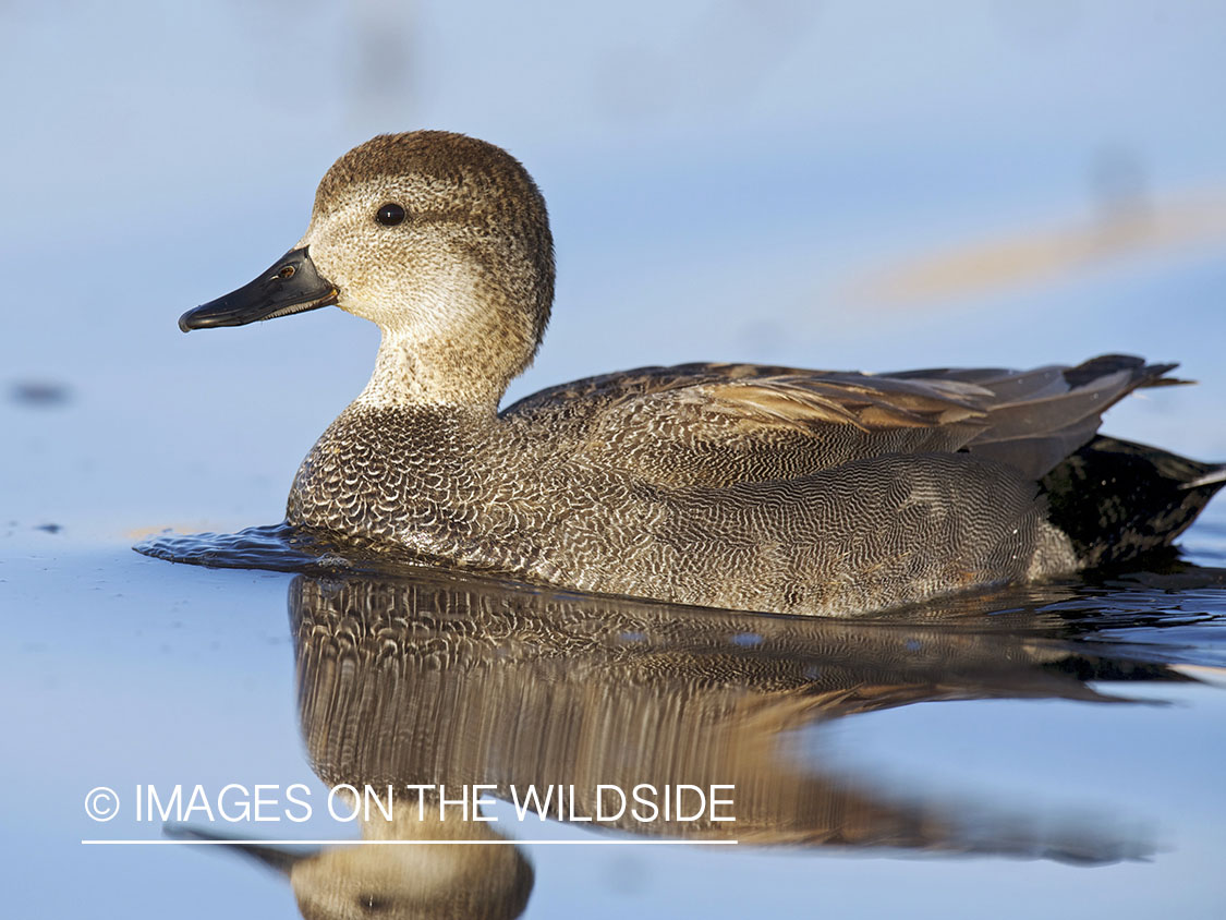 Gadwall duck in habitat.