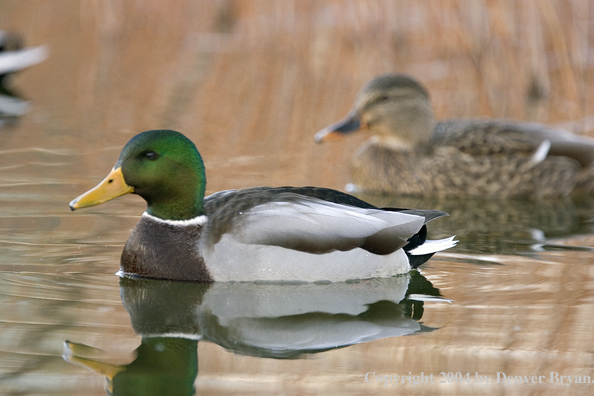 Mallards on pond.