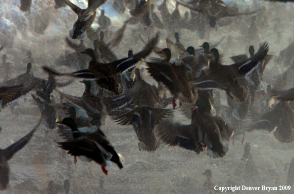 Mallard Ducks/Flock