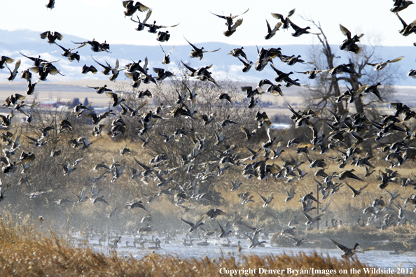 Large flock of mallards in flight. 