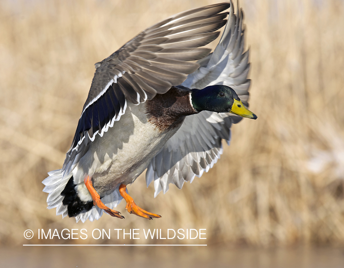 Mallard duck in flight.