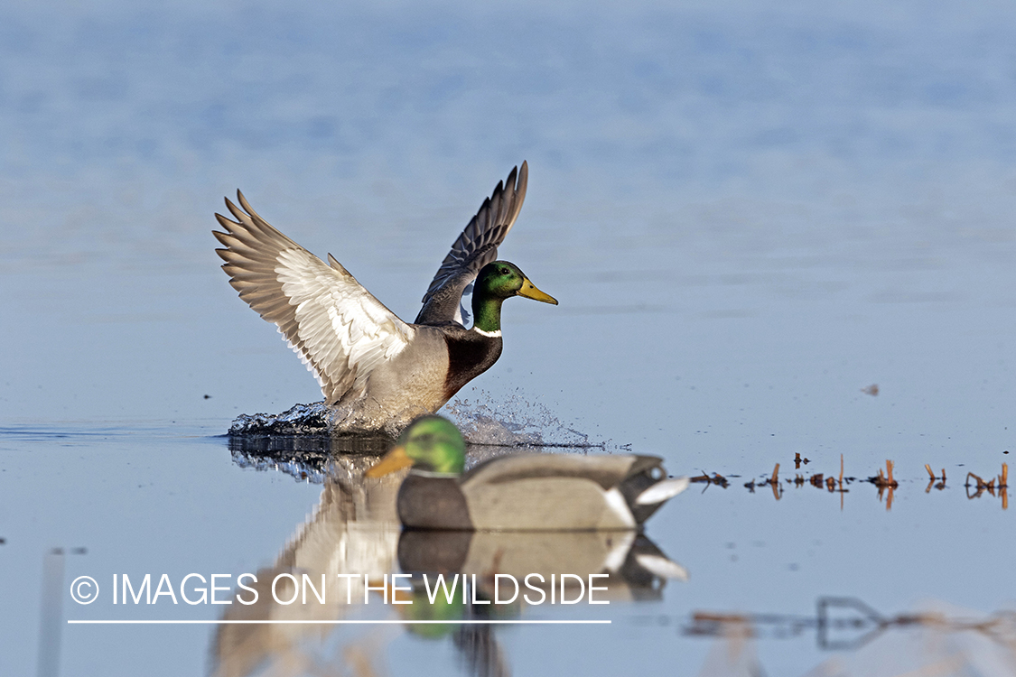 Mallard drake in flight.