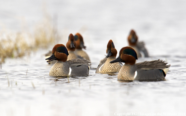 Green-winged Teal flock on water. 