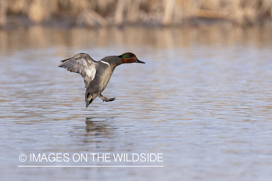 Green-winged Teal in flight.