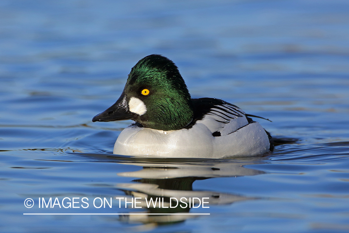 Common Goldeneye Drake