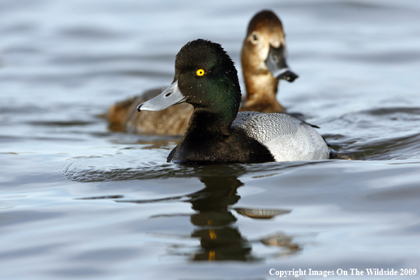 Lesser Scaup Drake and Hen