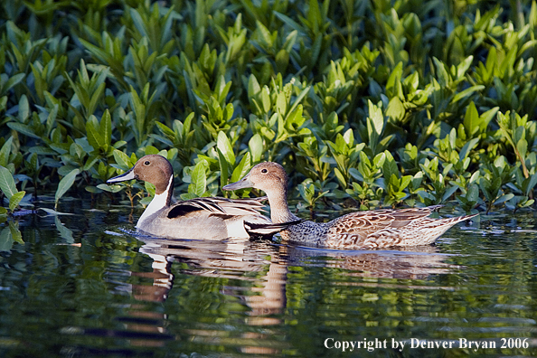 Pintail ducks in habitat.