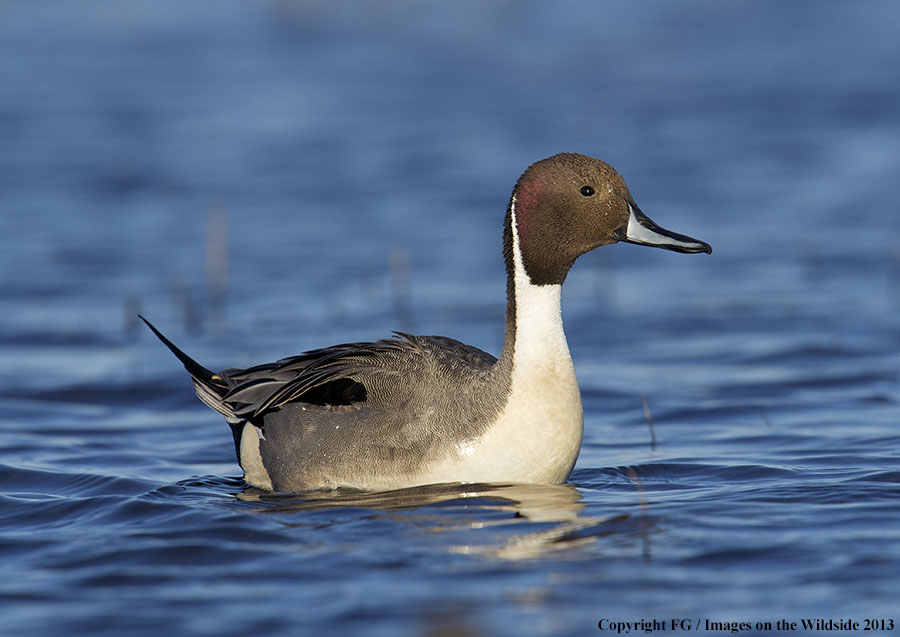 Pintail in habitat. 