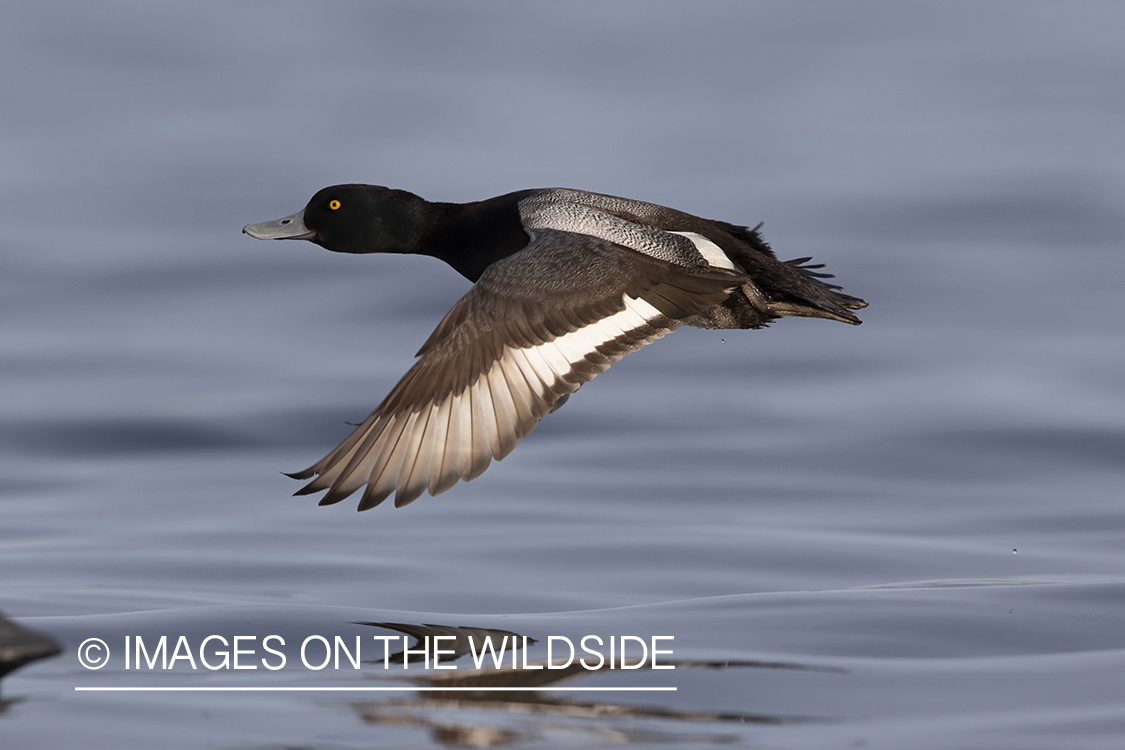 Greater Scaup in flight.