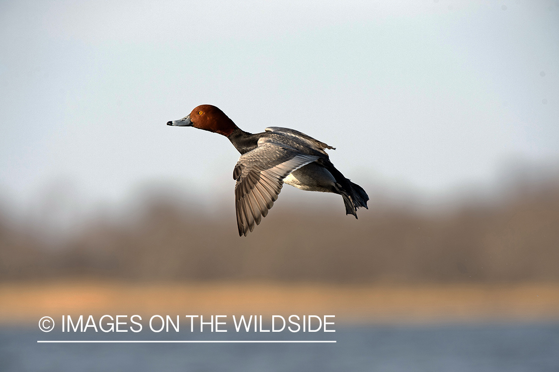 Redhead duck in flight.