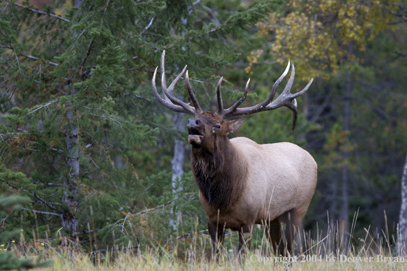 Rocky Mountain bull elk bugling.