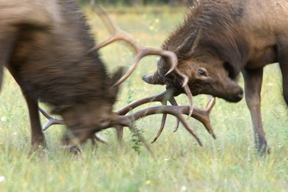 Rocky Mountain bull elk fighting.