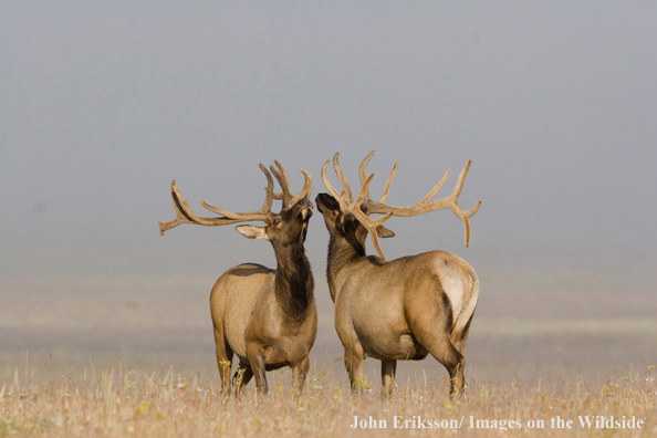 Bull elk in velvet.