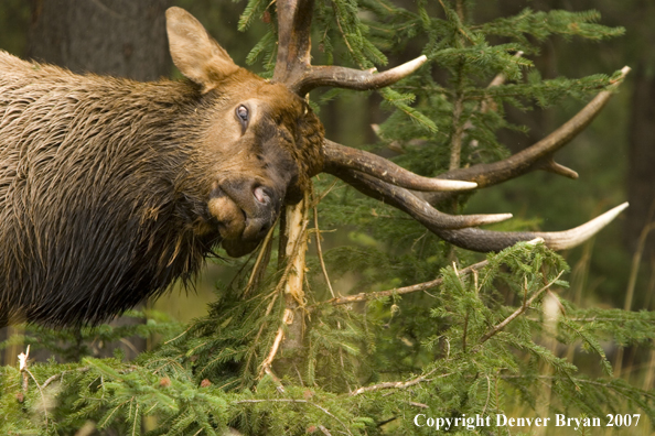 Bull elk in habitat.