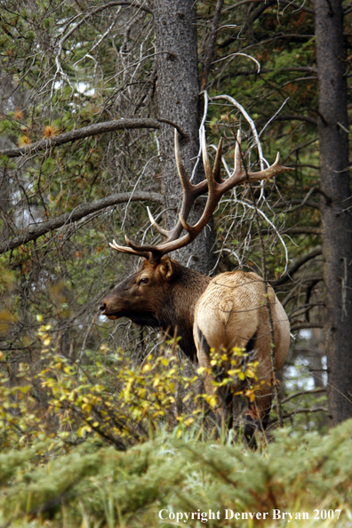 Rocky Mountain Elk 