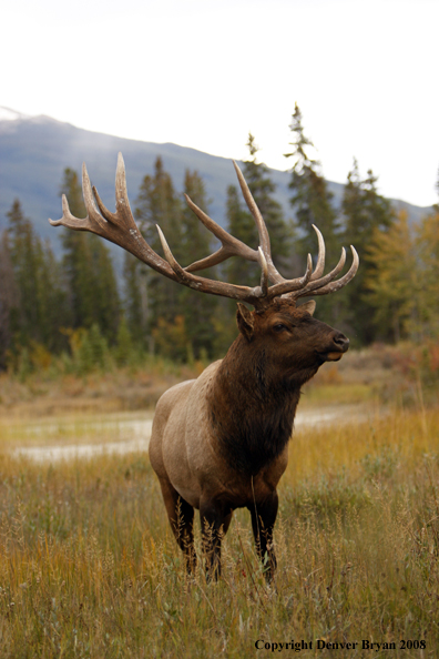 Rocky Mountain Elk 