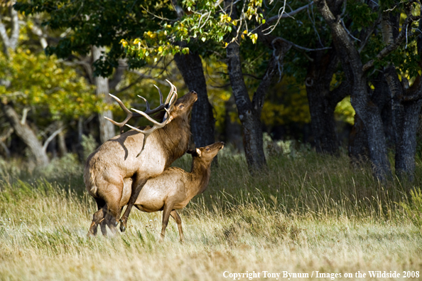 Elk mating