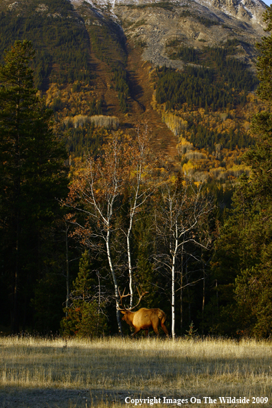 Bull Elk