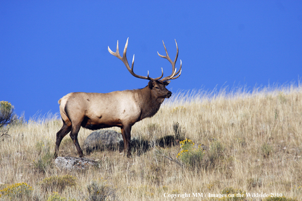 Rocky Mountain Bull Elk