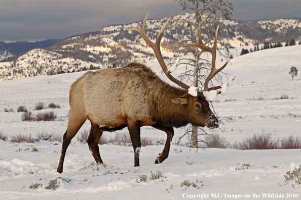 Rocky Mountain Bull Elk in habitat. 