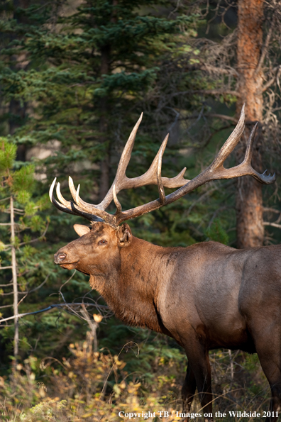 Bull elk in forest. 