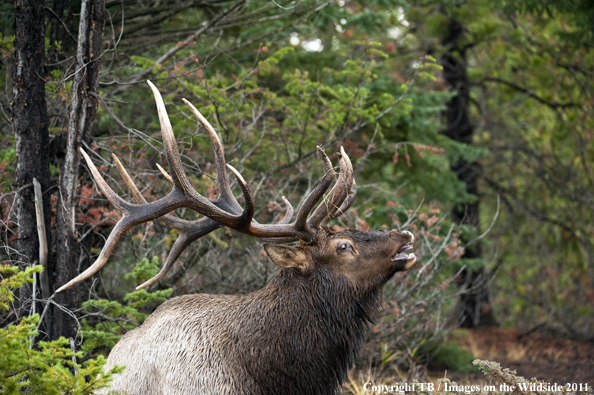 Rocky Mountain bull elk bugling. 