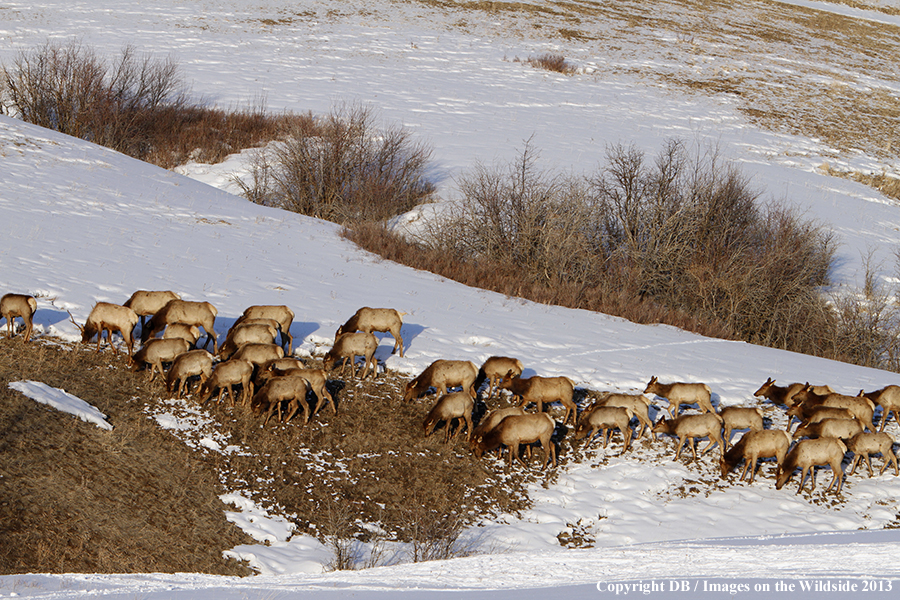 Elk in winter near urban area.