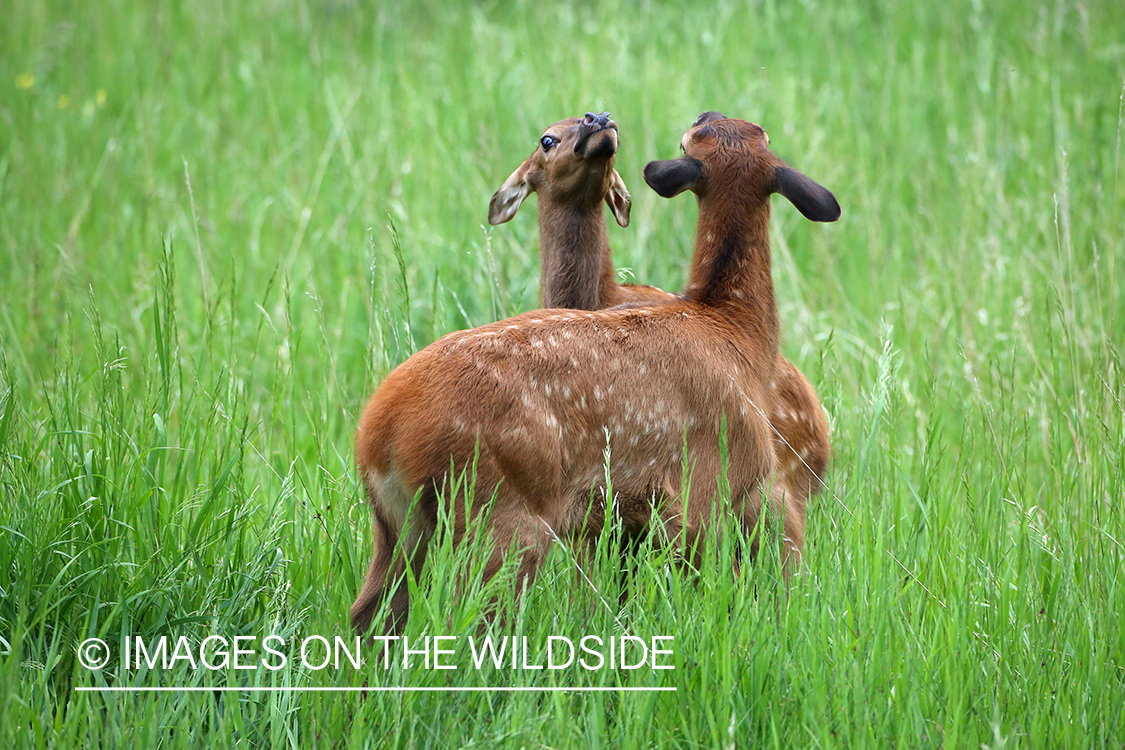 Rocky Mountain Elk calves fighting in habitat. 