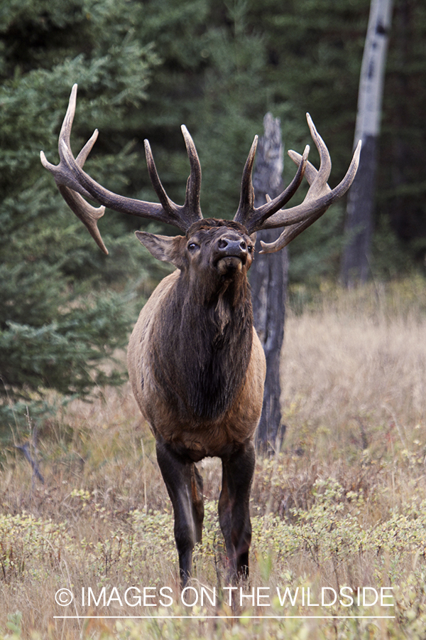 Rocky Mountain Bull Elk during the rut.