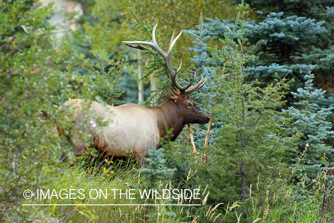 Rocky Mountain Bull Elk in habitat.