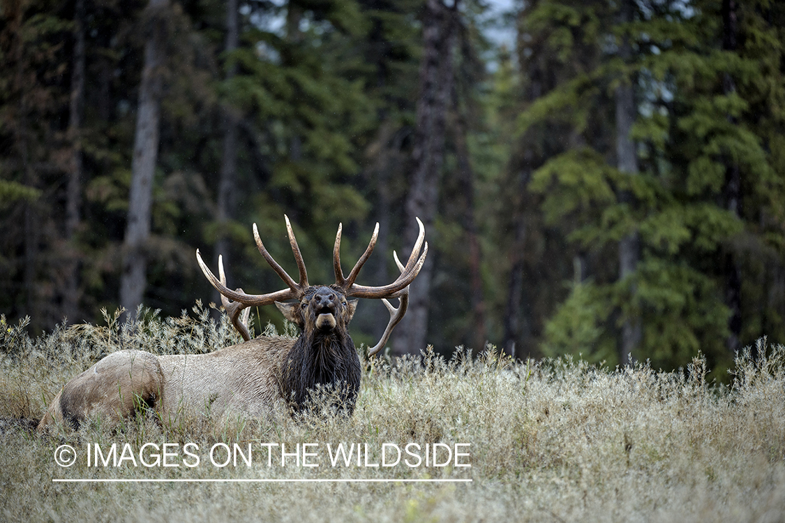 Bull elk bugling.