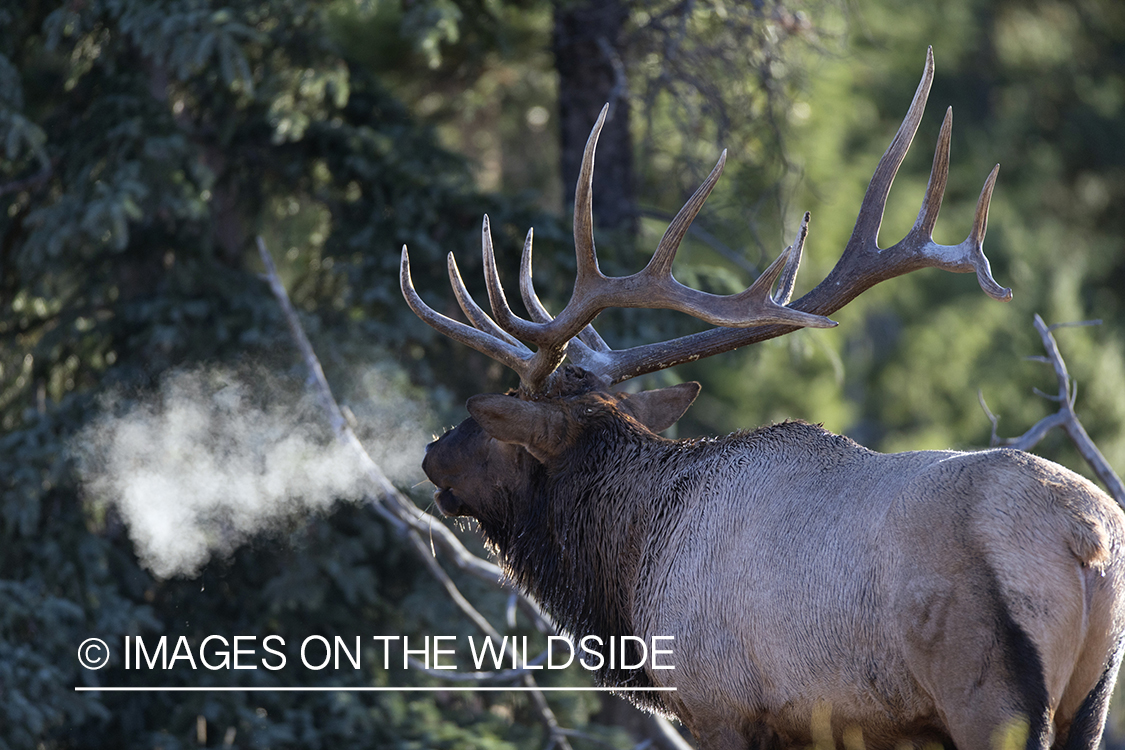 Bull elk bugling.