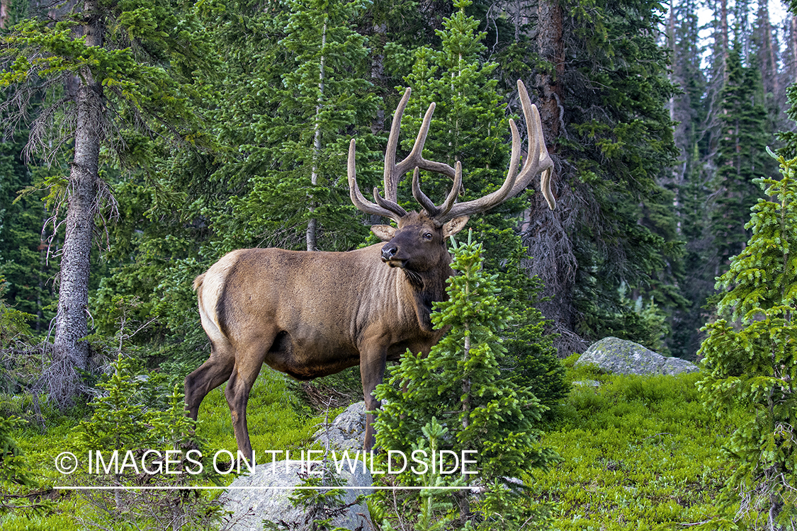 Bull elk in field.