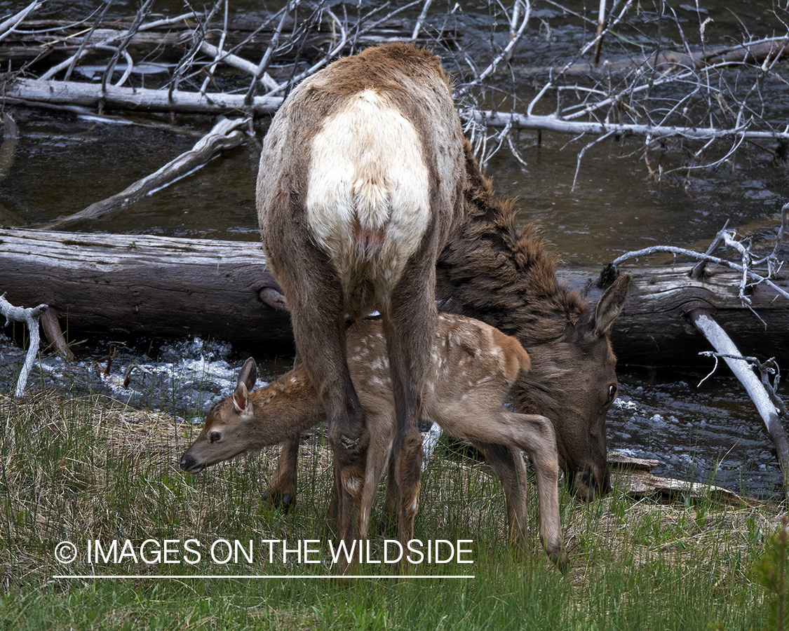 Cow elk with newborn calf.