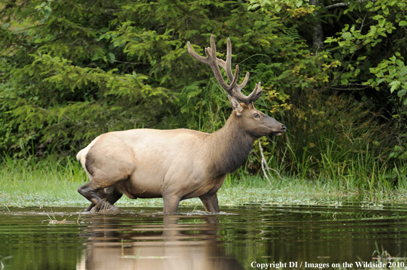 Roosevelt Bull Elk