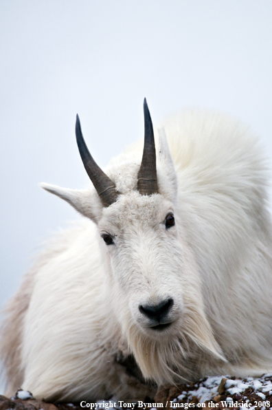 Billy Mountain Goat