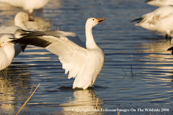 Snow geese in habitat.