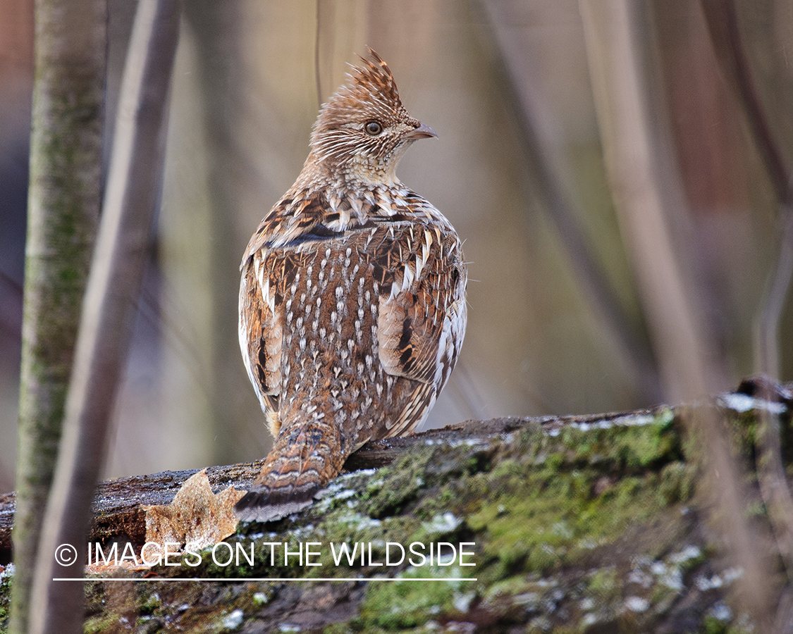 Ruffed Grouse.