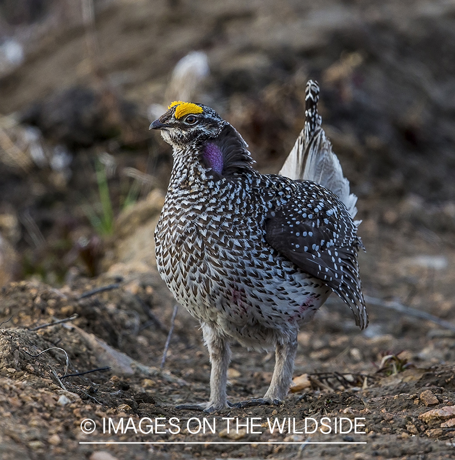 Sharp-tailed Grouse on leks in spring.