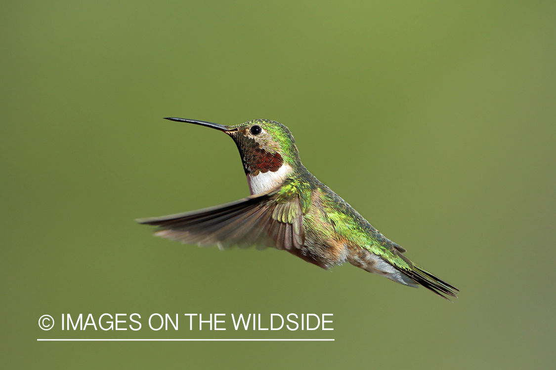 Hummingbird in flight.