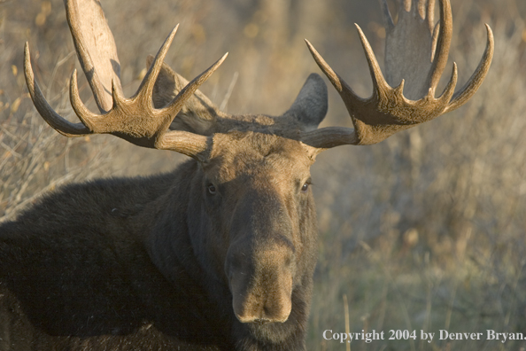 Shiras bull moose bedded down.