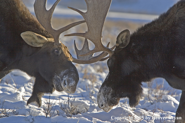 Shiras bull moose battling in habitat.