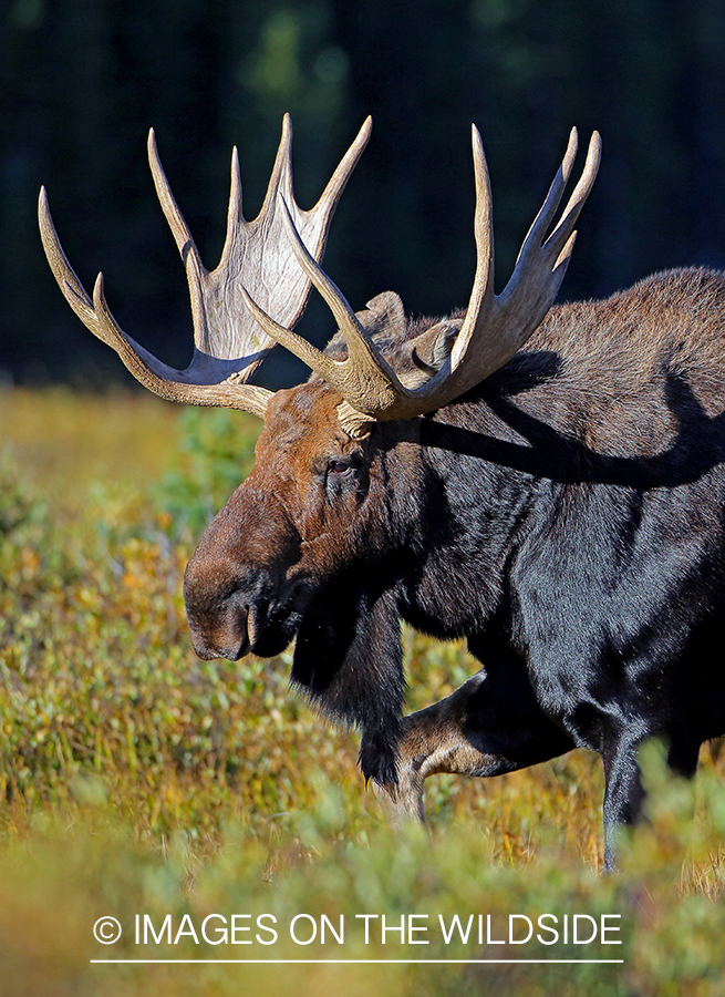 Bull moose in habitat.