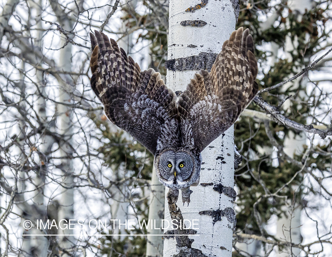 Great Grey Owl in habitat.